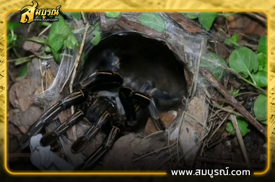 คอหวยทำพิธีขอโชค "พญาบึ้ง" ไม่ผิดหวังได้เลขเด็ดเสี่ยงทาย งวด 16/9/68